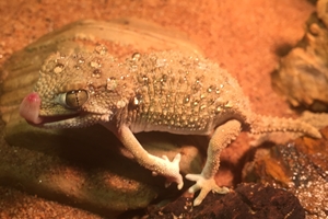 �w�����b�g�Q�b�R�[