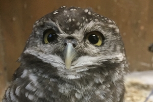 �C���h�����