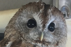������